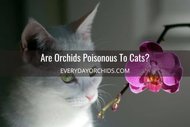 Are orchids poisonous to cats? Cat sniffing orchid flower