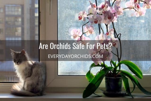 Are orchids toxic to cats? Orchid next to cat on windowsill