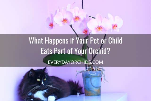 Orchids poisonous to cats, cat sitting next to orchid on table