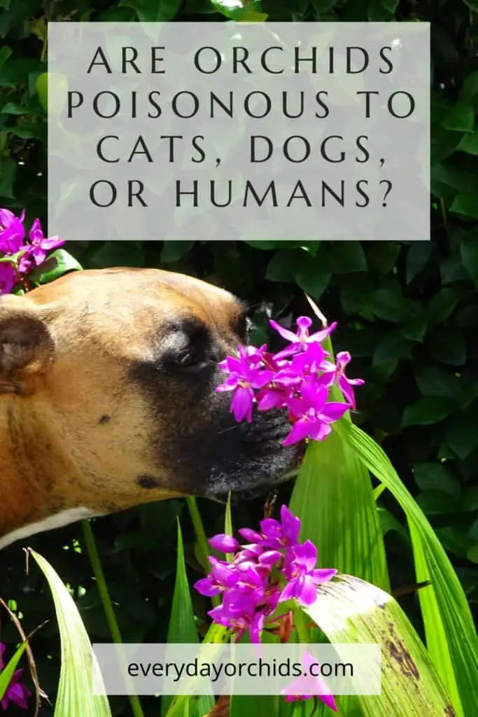 Are Orchids Poisonous To Cats, Dogs, Or Children? Everyday Orchids