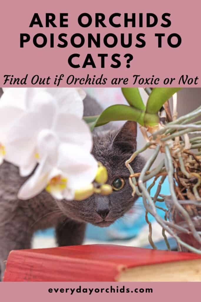 Are orchids poisonous to cats? Gray cat looking out from under orchid flower