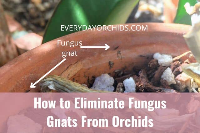 Fungus gnats sitting on the side of the orchid pot