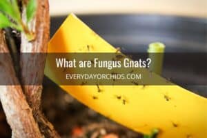 How to Get Rid Of Fungus Gnats In Orchids - Everyday Orchids