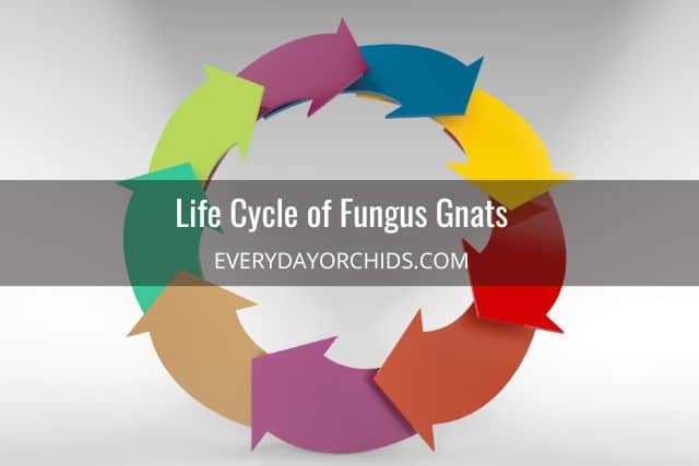 Colored circle with arrows showing life cycle of fungus gnats