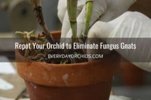 How to Get Rid Of Fungus Gnats In Orchids - Everyday Orchids