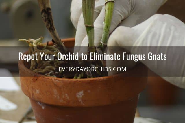 Repotting an orchid after a fungus gnat infestation