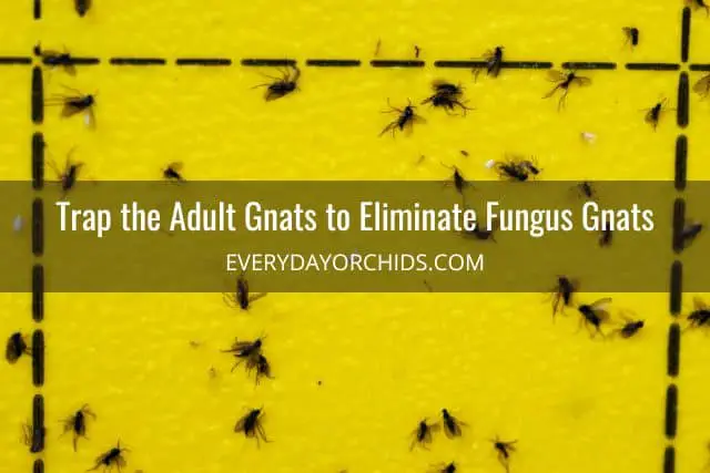 Adult fungus gnats trapped on a yellow sticky trap