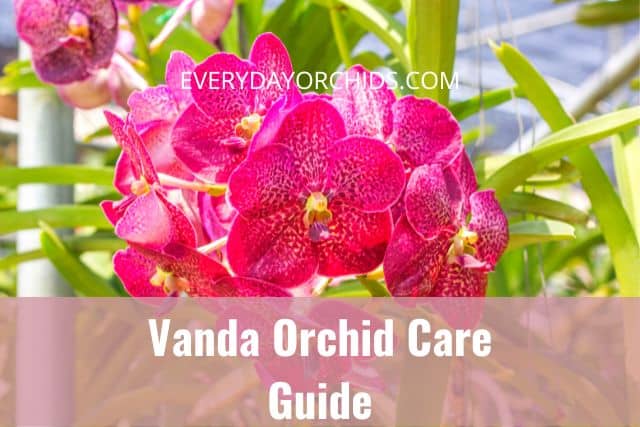 Pink Vanda orchids