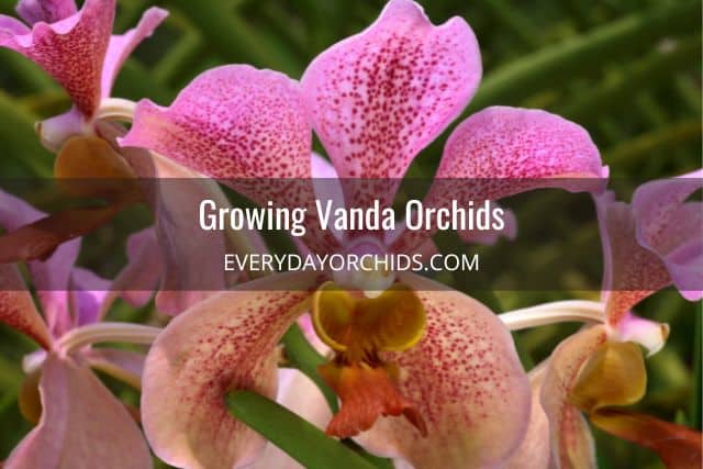 Pink and orange Vanda orchid flower
