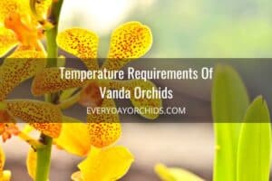 Vanda Orchid Care Guide - Everyday Orchids