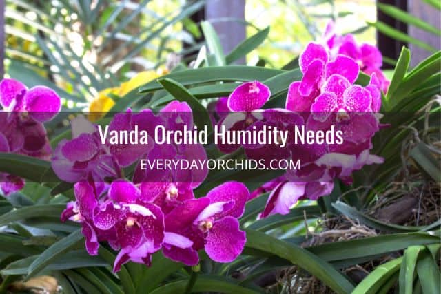 Pink Vanda orchids outdoors