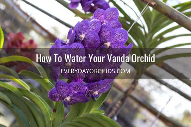 Purple Vanda orchid flowers