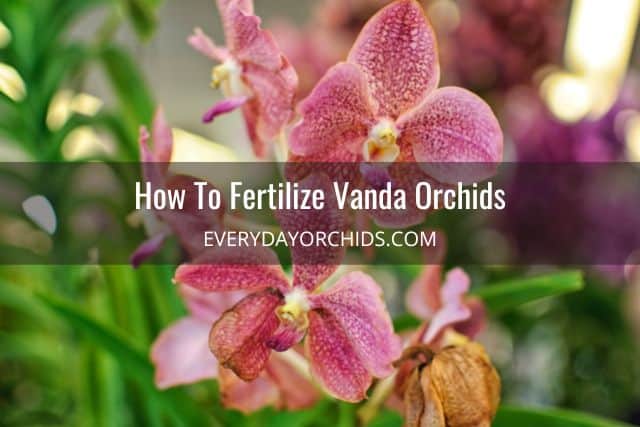 Pink Vanda orchid flowers after being fertilized