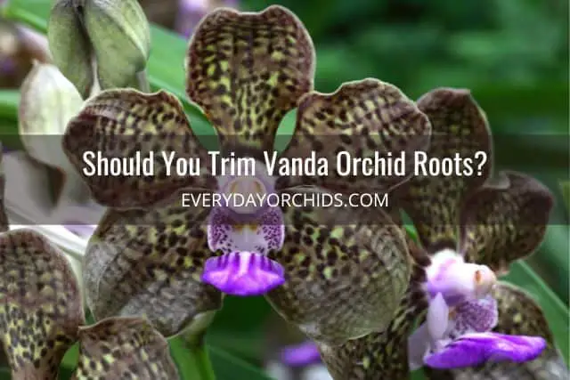 Black purple Vanda orchid flowers outdoors