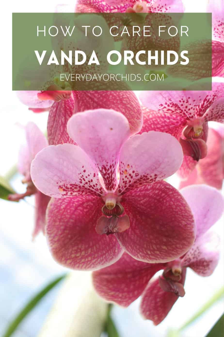 Vanda Orchid Care Guide - Everyday Orchids