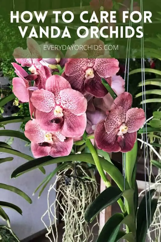 Caring for Dusky pink Vanda orchid indoors with long roots showing
