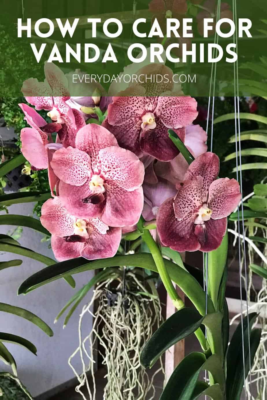 Vanda Orchid Care Guide - Everyday Orchids