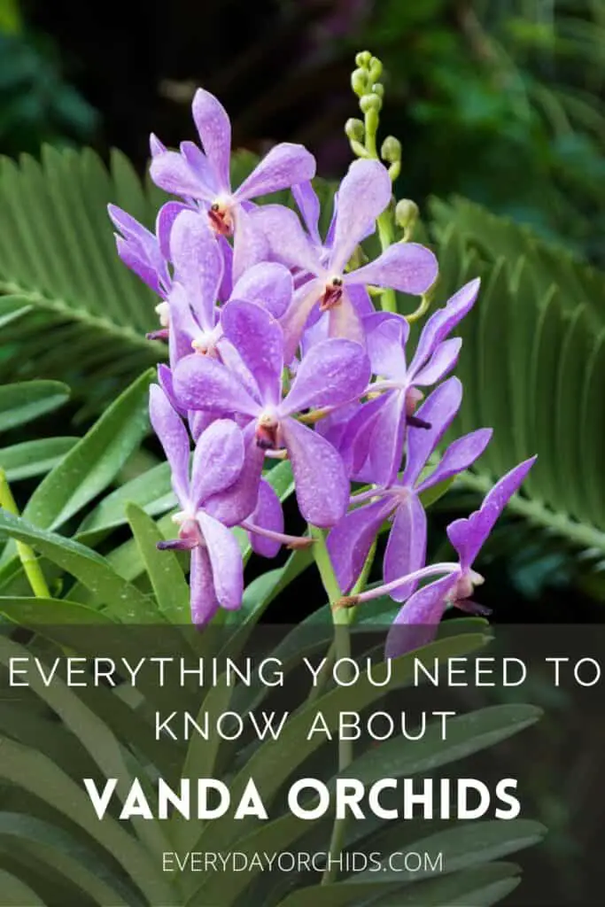 Light purple Vanda orchid flowers outdoors