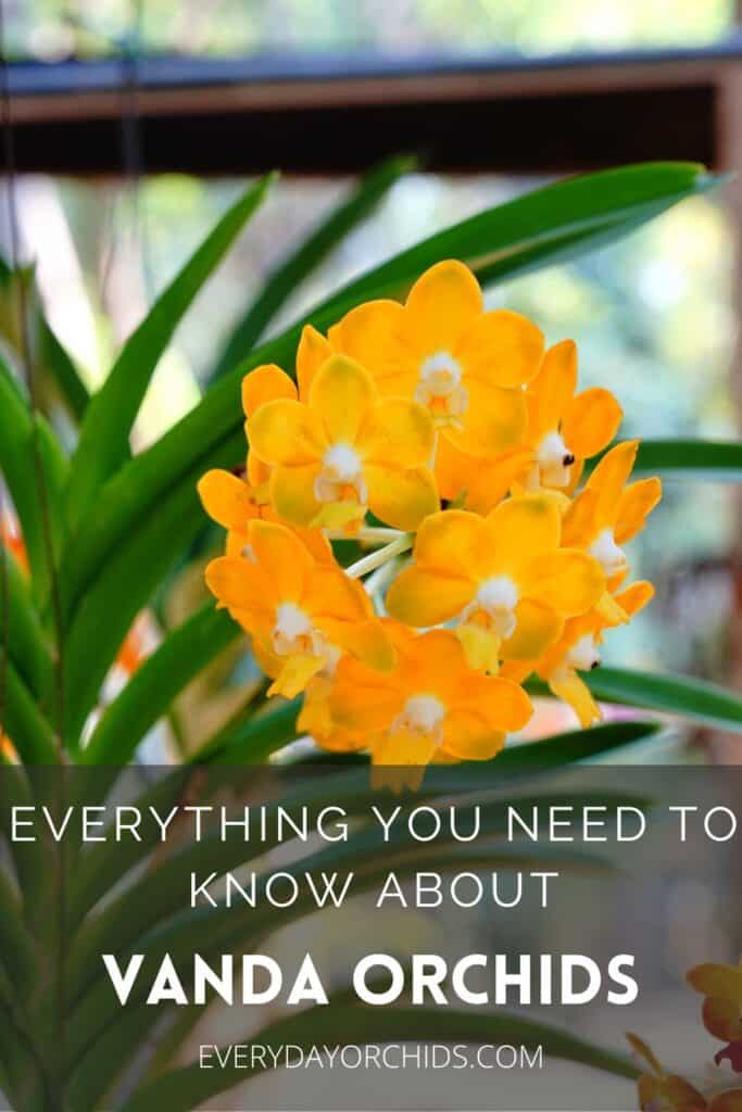 Vanda Orchid Care Guide - Everyday Orchids