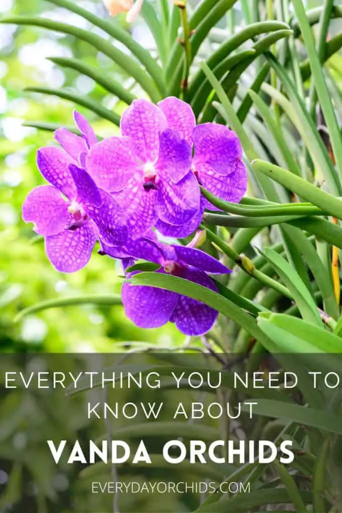Caring for Purple Vanda orchid flowers outdoors