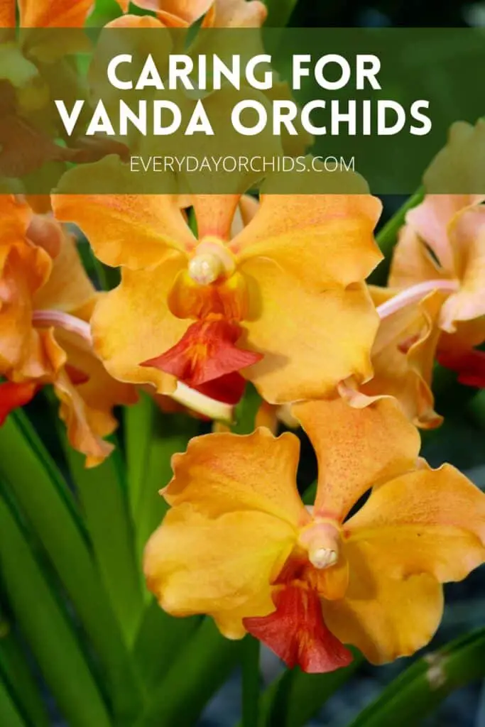 Orange Vanda orchid flowers