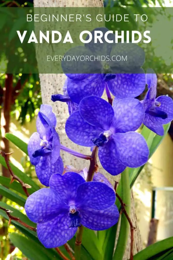 Blue Vanda orchids outside by a tree