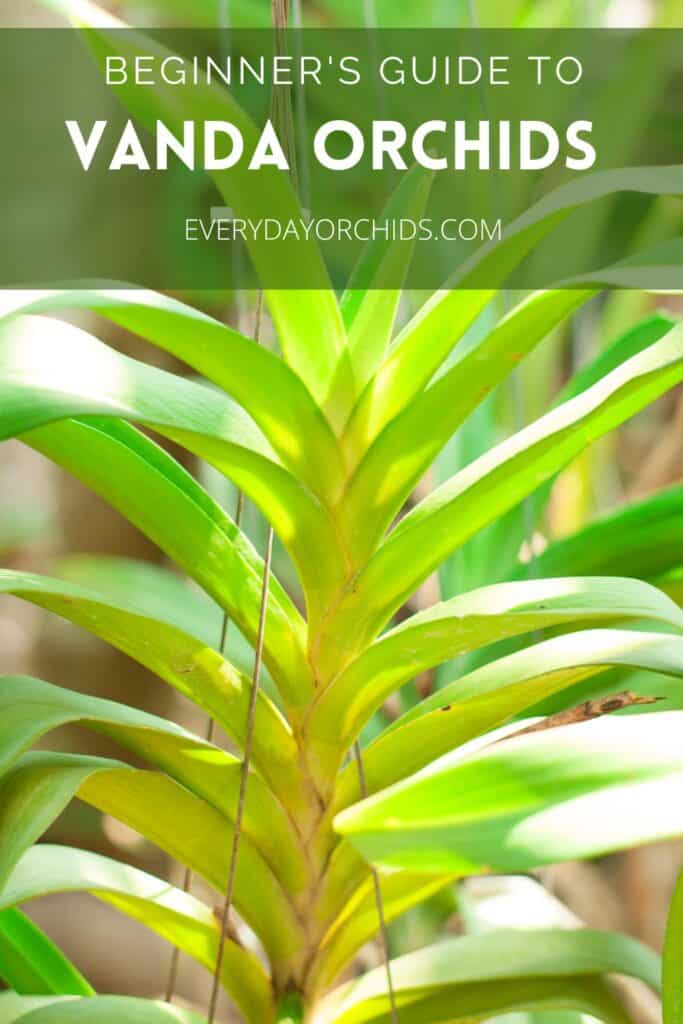 Caring for Vanda orchid, close up of the main stem outdoors in the sunlight