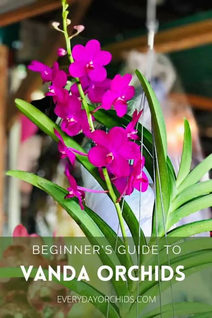 Vanda Orchid Care Guide - Everyday Orchids