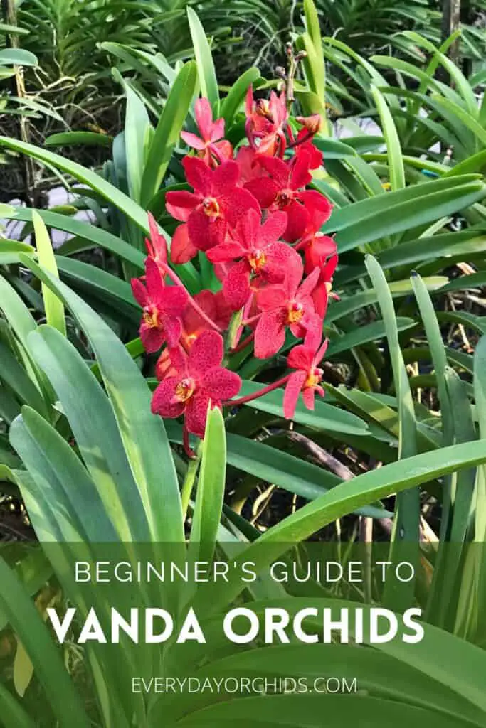 Vanda Orchid Care Guide - Everyday Orchids