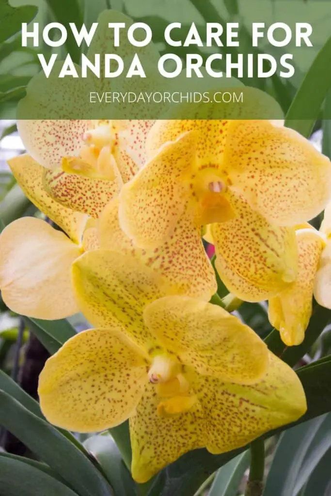 Caring for Yellow spotted Vanda orchid flowers