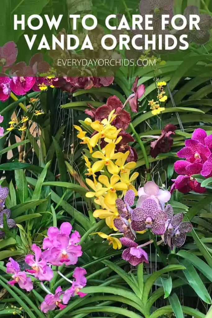 Multi colored Vanda orchid plants
