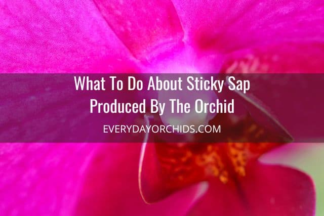 Close up of pink orchid flower with sticky sap