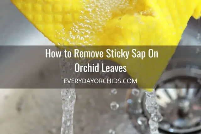 Picture of yellow cleaning cloth with water used to clean sticky sap from orchid leaves