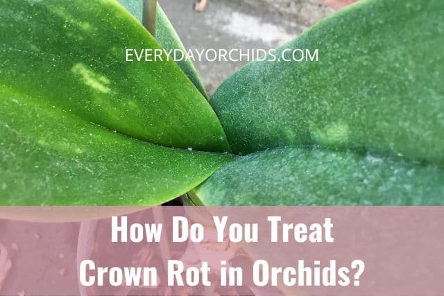 Orchid crown without crown rot