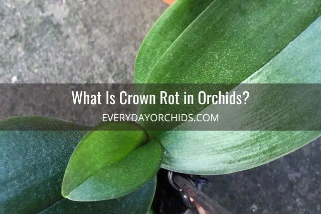 Close up of healthy orchid crown without crown rot