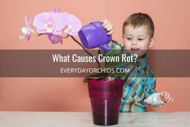 Child watering orchid crown 