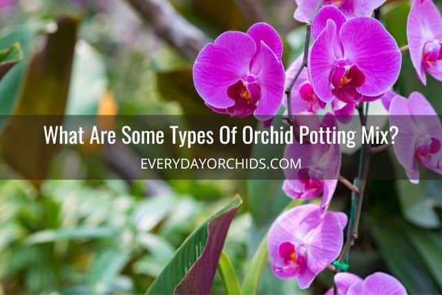 Pink Phalaenopsis orchids outdoors