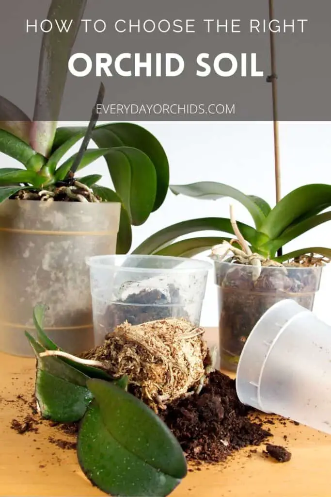 Potted orchids on a table with one on it's side, orchid potted in sphagnum moss