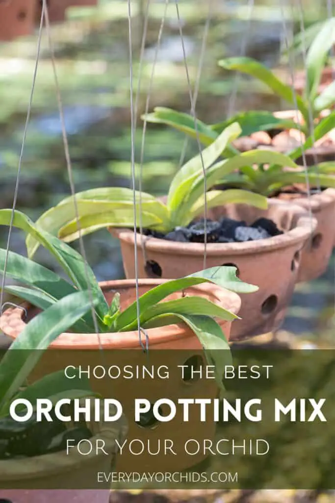 Potted hanging orchids