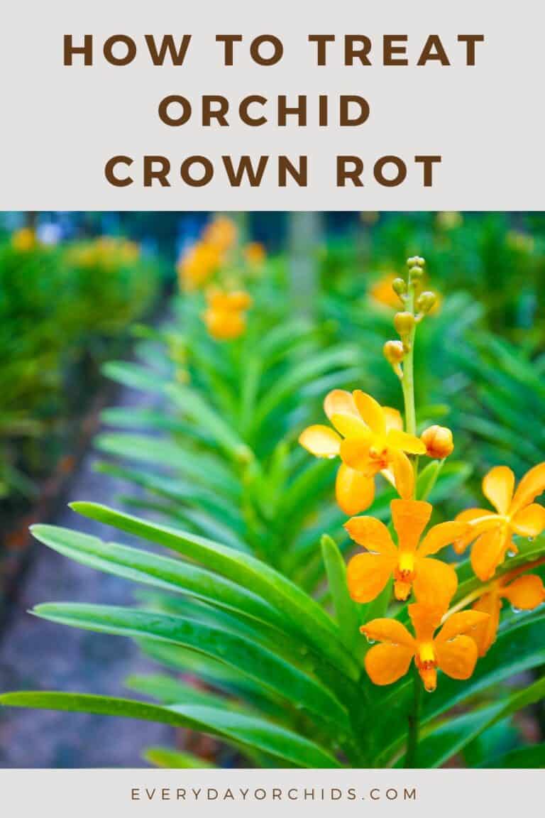 How To Treat Crown Rot in Orchids - Everyday Orchids