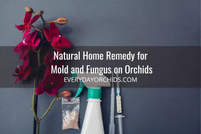 Red orchid flowers with spray bottle, equipment to treat mold on orchid and orchid fungus