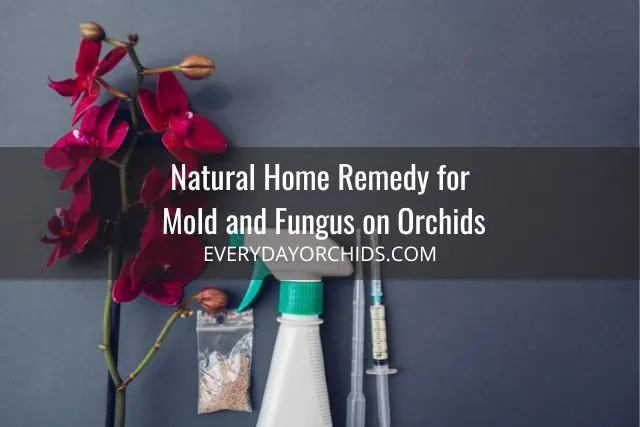 Red orchid flowers with spray bottle, equipment to treat mold on orchid and orchid fungus