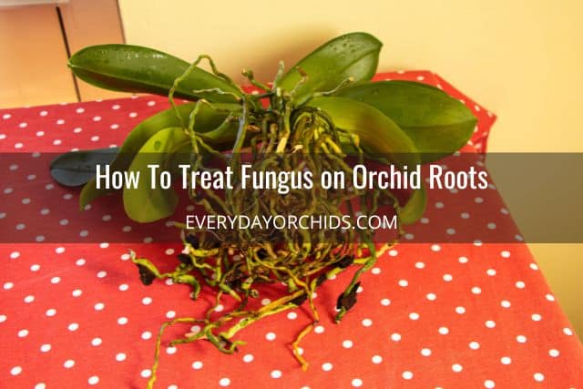 Unpotted orchid on a red table with root rot and fungus on orchid roots