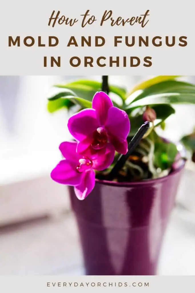 Potted orchid without mold in orchid bark or orchid roots