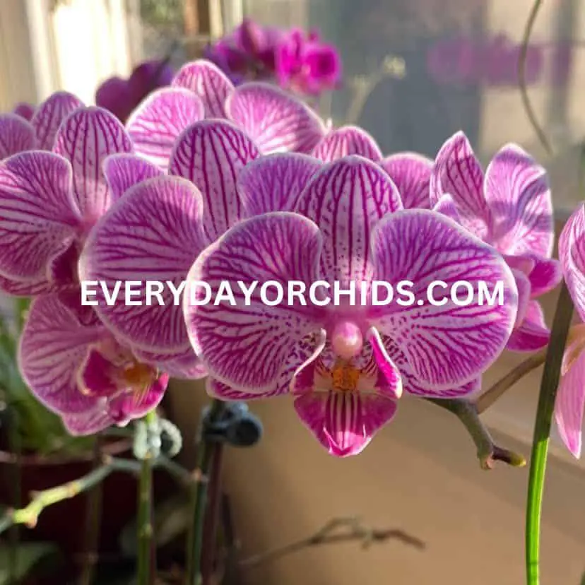Everyday Orchids Phalaenopsis orchid flowers