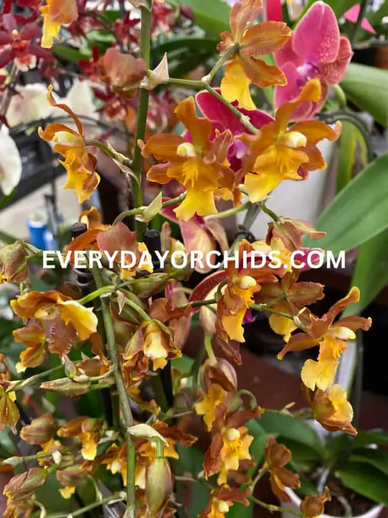 Oncidium orchid flower in bloom