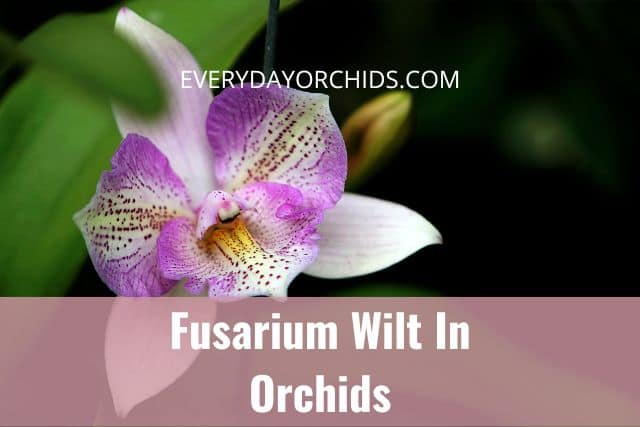 Fusarium wilt in orchid flower or leaves