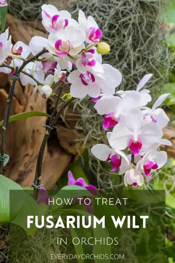 Fusarium wilt in orchids