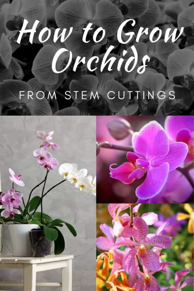 Orchids that have been propagated from stem cuttings