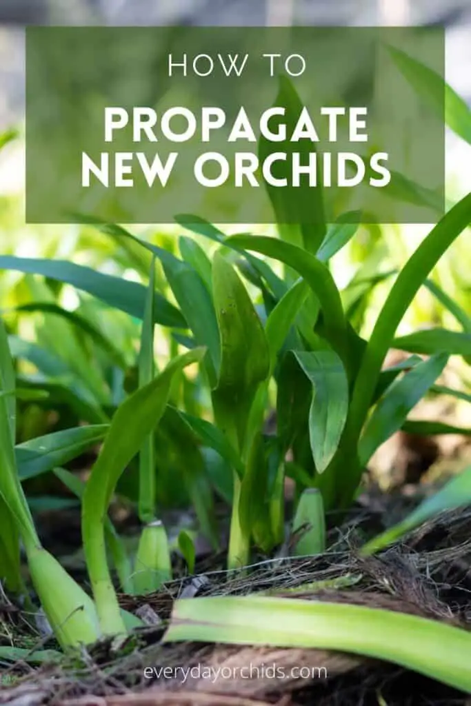 How to propagate orchids with pseudobulbs